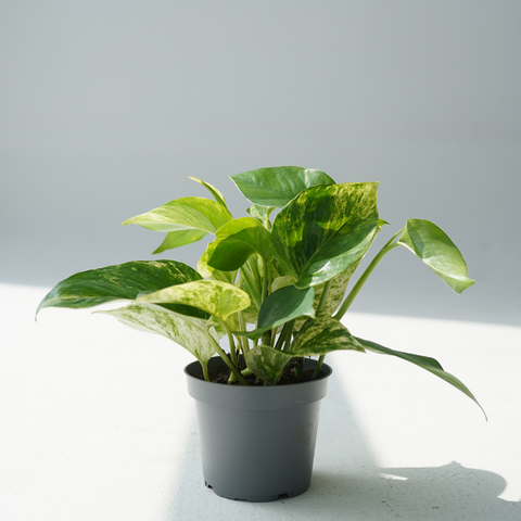 scindapsus hawaiian pothos Landscaping Plant Indoor Plants – Bastana Online Gardens