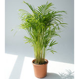 Dypsis lutescens (golden cane palm, areca palm,butterfly palm)