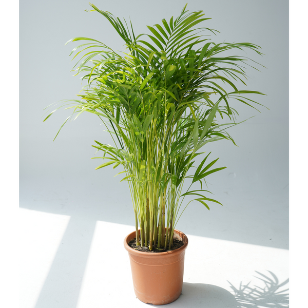 Dypsis lutescens (golden cane palm, areca palm,butterfly palm)