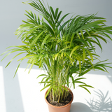 Dypsis lutescens (golden cane palm, areca palm,butterfly palm)