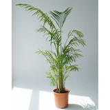 Dypsis lutescens (golden cane palm, areca palm,butterfly palm)