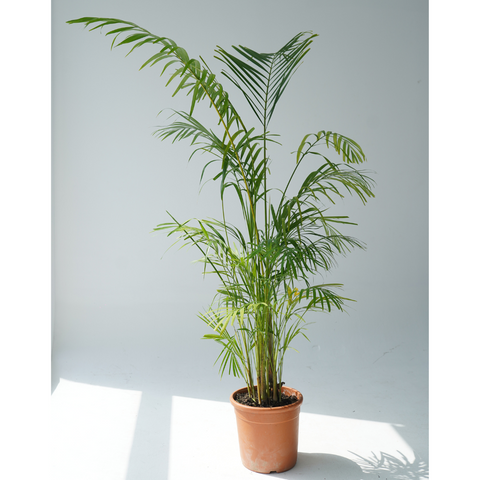 cane palm indoor plant Landscaping Plant Indoor Plants – Bastana Online Gardens