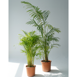 Dypsis lutescens (golden cane palm, areca palm,butterfly palm)