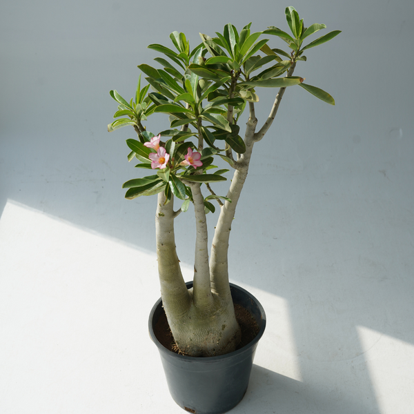 Adenium obesum (Desert rose)