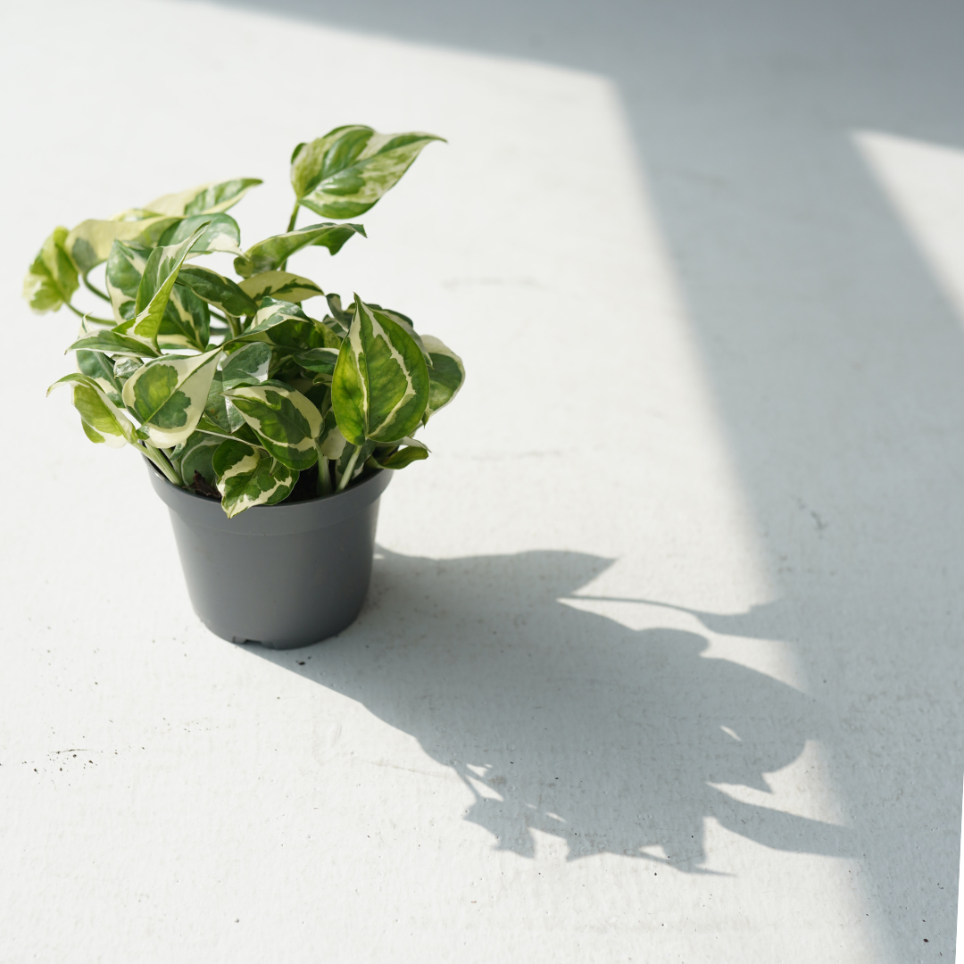 Epipremnum aureum – Manjula (golden pothos)
