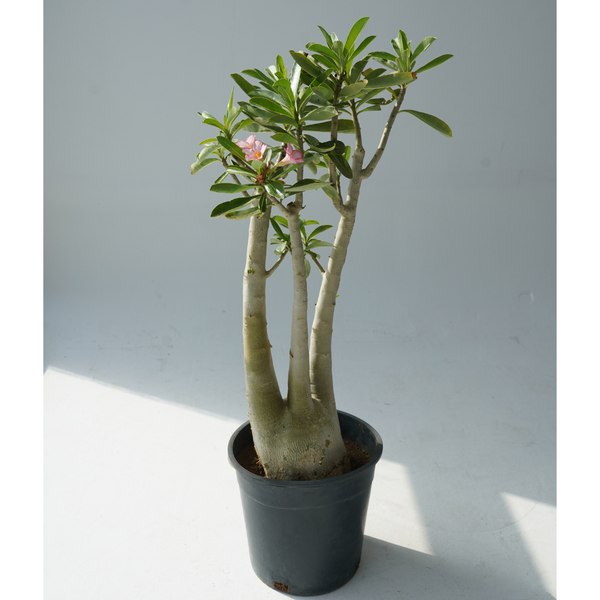Adenium obesum (Desert rose)