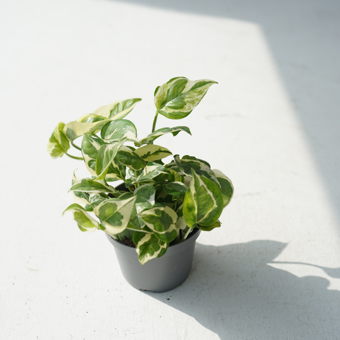 Epipremnum aureum – Manjula (golden pothos)