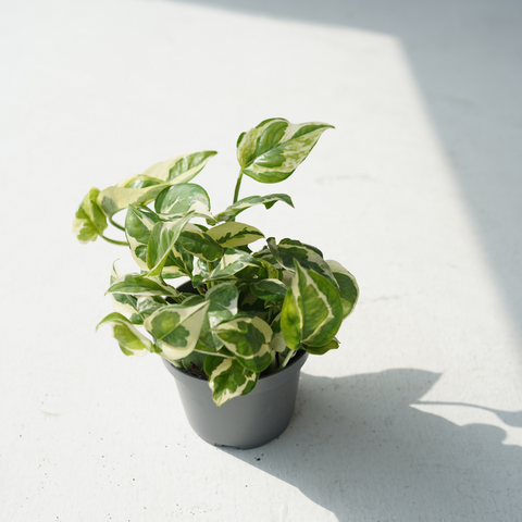Epipremnum aureum – Manjula (golden pothos)