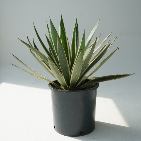 Agave Americana ( صبار أمريكي أبيض)
