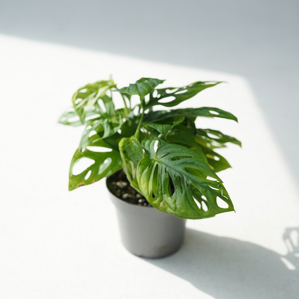 Monstera adansonii ( Swiss cheese plant, five holes plant)