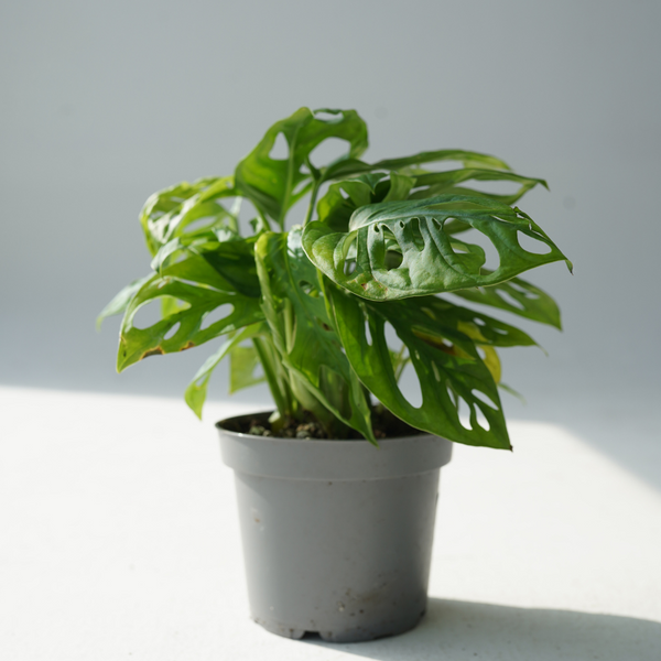 Monstera adansonii ( Swiss cheese plant, five holes plant)