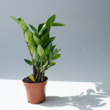 aroid palm plant Zamioculcas zamiifolia (ZZ plant, aroid palm) – Bastana Online Gardens