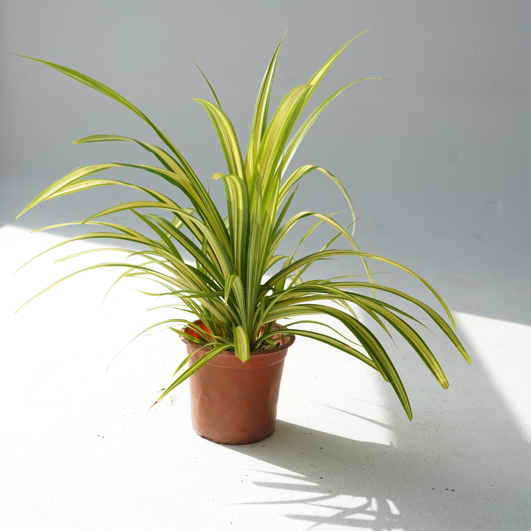 Chlorophytum Comosum Atlantic (the spider plant)