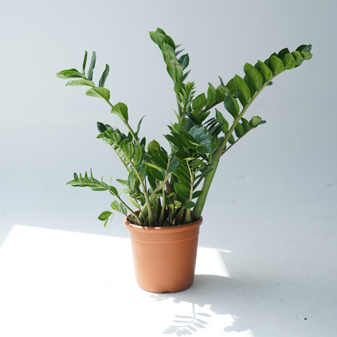 by zz plant online Zamioculcas zamiifolia (ZZ plant, aroid palm) – Bastana Online Gardens
