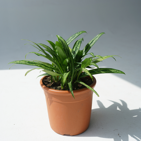Aglaonema cutlass (Chinese evergreens)
