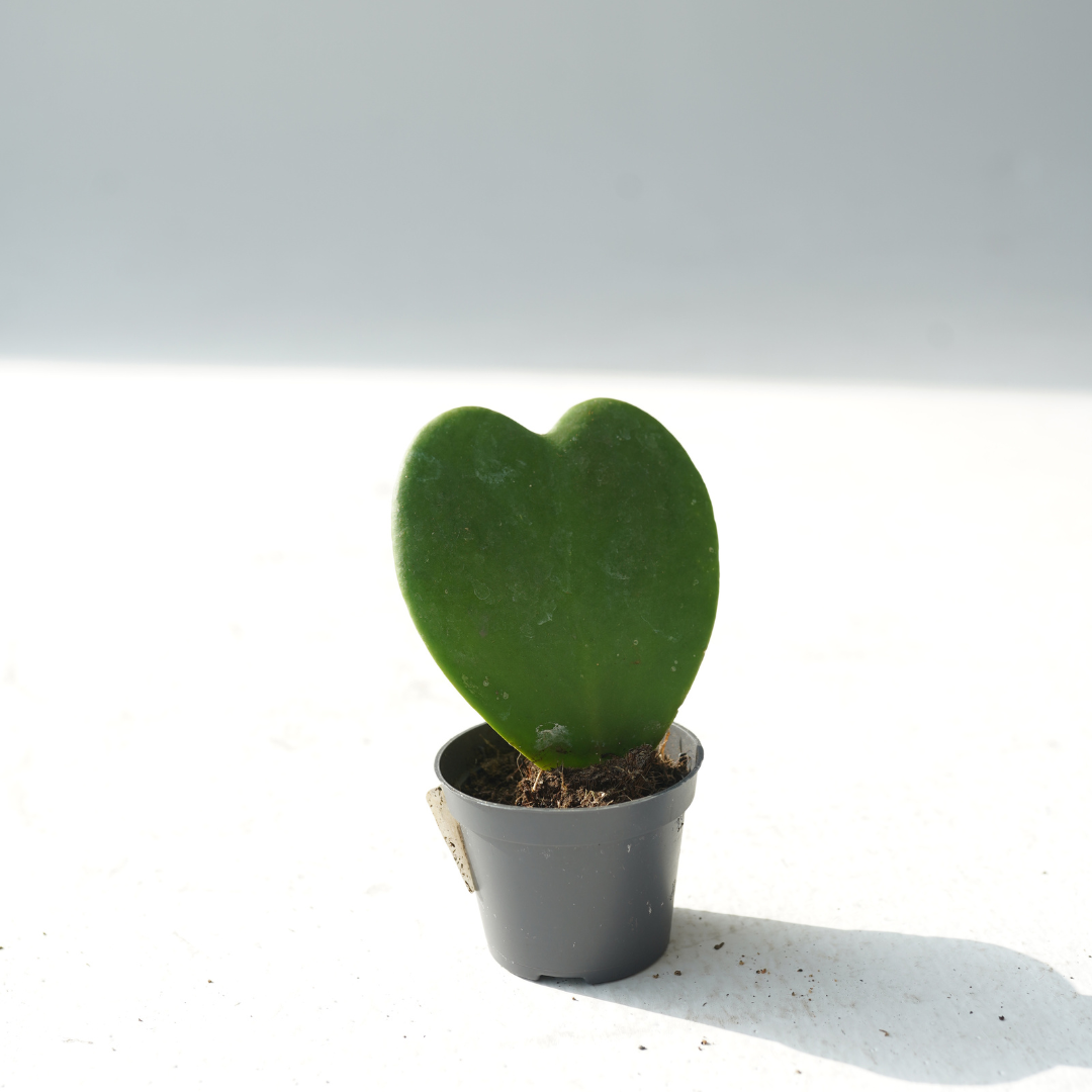 Hoya kerrii (Heart Leaf, Valentine Hoya)