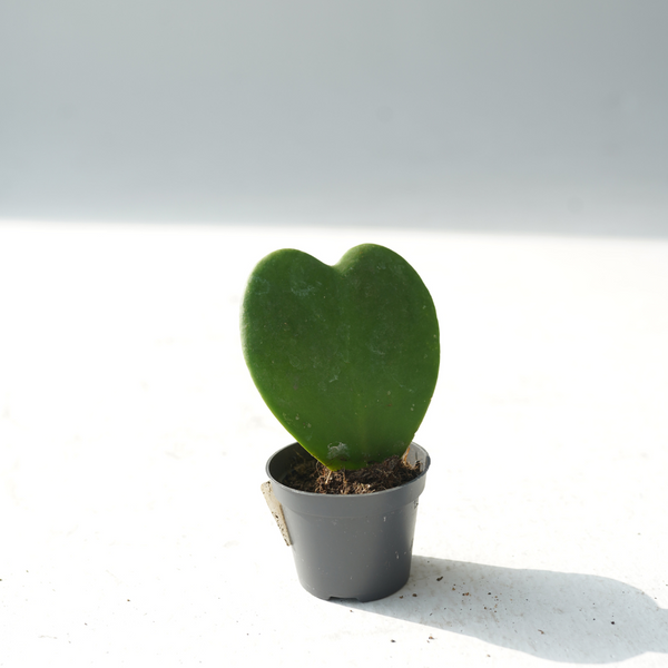 Hoya kerrii (Heart Leaf, Valentine Hoya)