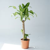 dracaena massangeana height Landscaping Plant Indoor Plants – Bastana Online Gardens