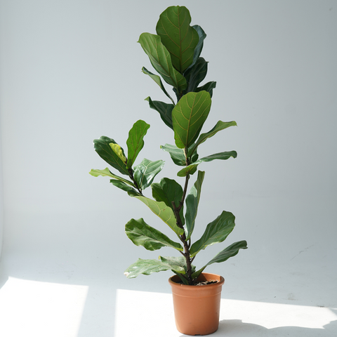 online fiddle leaf fig Ficus lyrata (fiddle-leaf fig) – Bastana Online Gardens