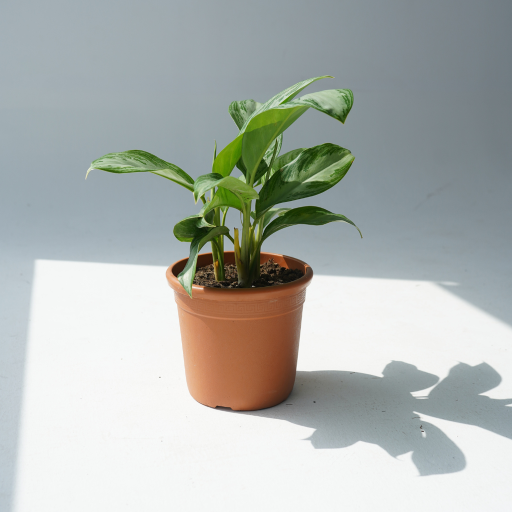 Aglaonema silver bay