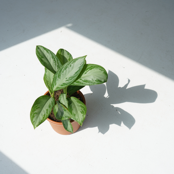 Aglaonema silver bay