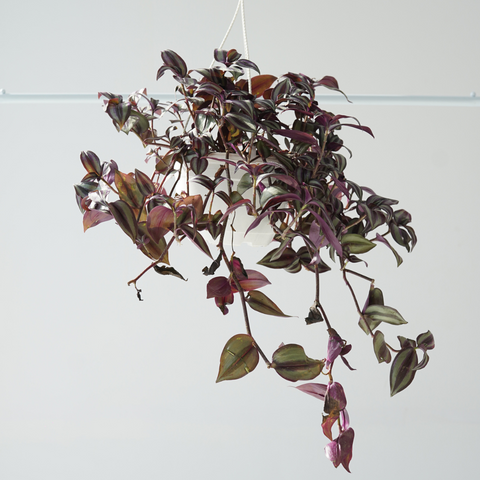 purple house plants hanging Landscaping Plant Indoor Plants – Bastana Online Gardens