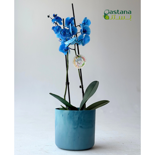 The Ocean Collection Round ( Blue )