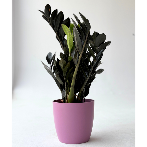 San Remo Terracotta Matte ( Pink )