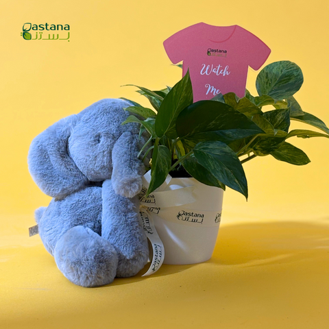 New born - Pothos plant ( Girl )