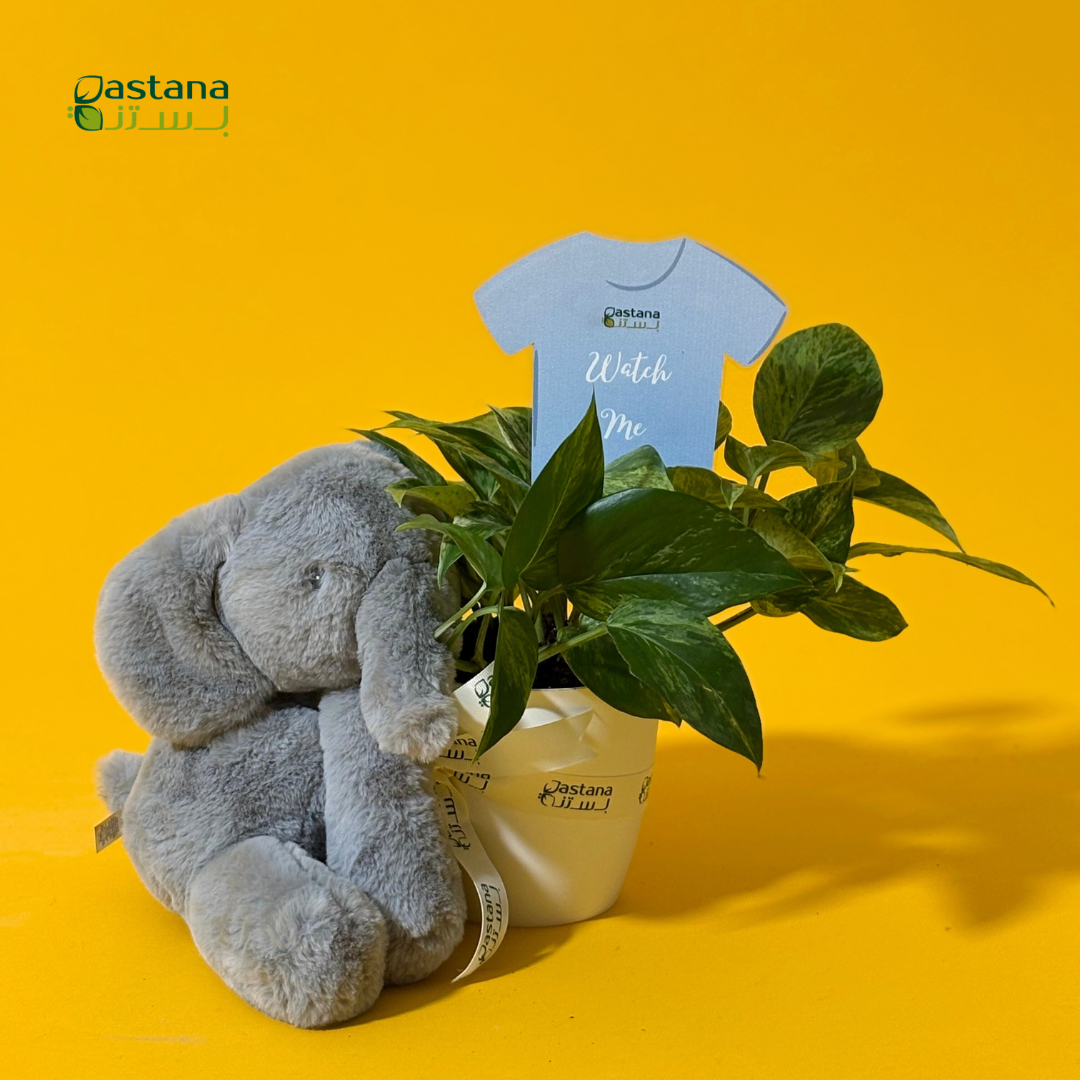 New born - Pothos plant ( Boy )