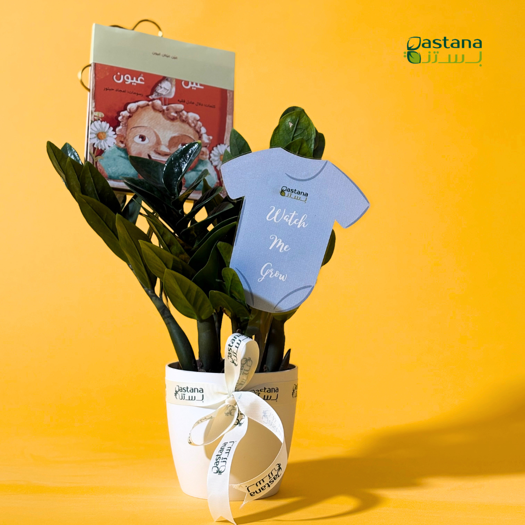 New born - Zamia plant ( Boy )