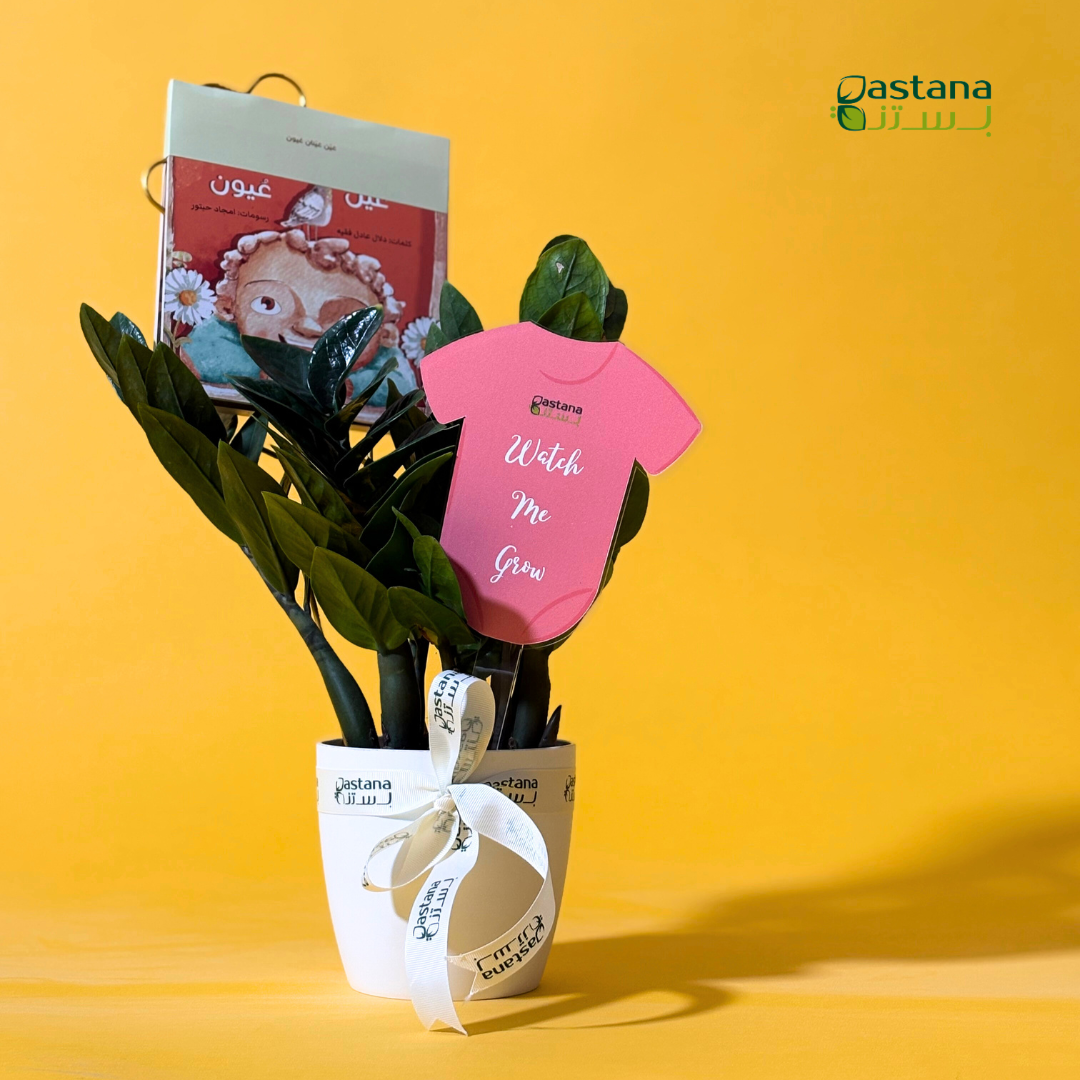 New born - Zamia plant ( Girl )