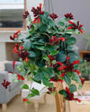 Aeschynanthus Mona Lisa hang