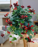 Aeschynanthus Mona Lisa hang
