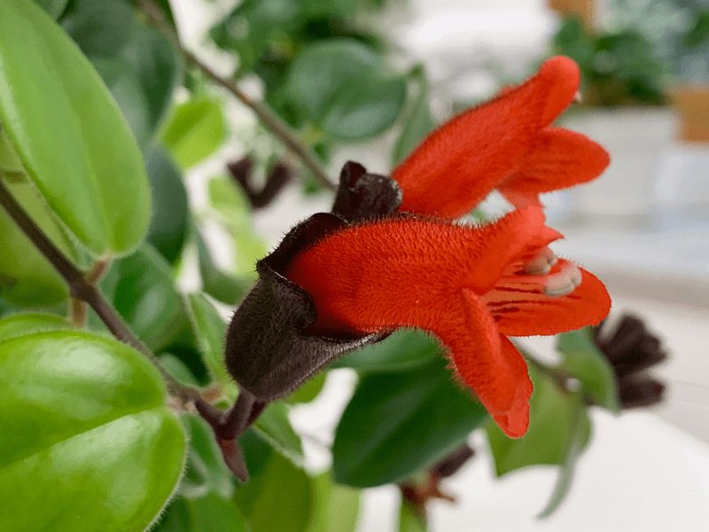 Aeschynanthus Mona Lisa hang