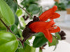 Aeschynanthus Mona Lisa hang