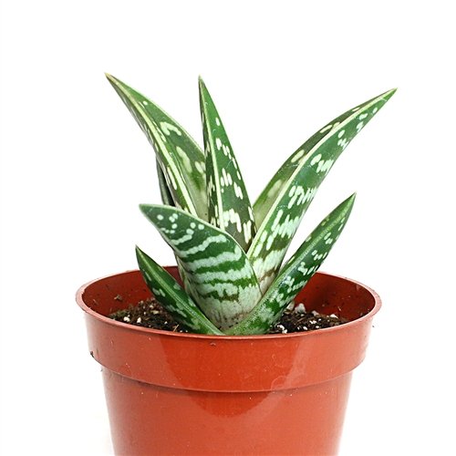 Aloe variegate