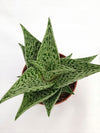 Aloe variegate