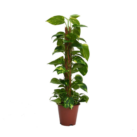 scindapsus pictus (satin pothos, silk pothos)