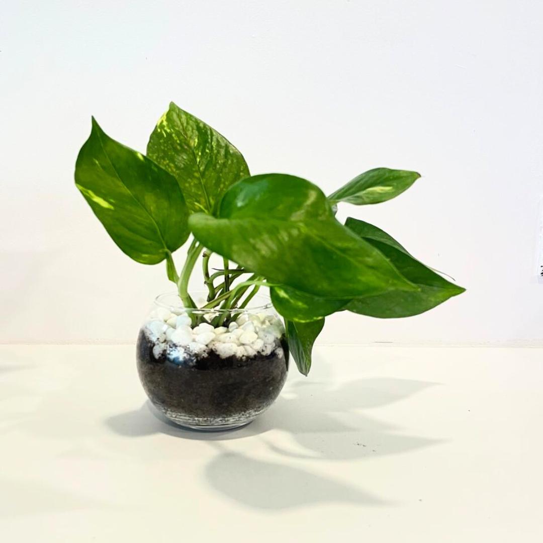 Pothos plant gift