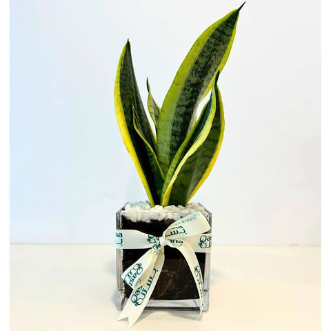 gifting a snake plant Snake plant gift – Bastana Online Gardens