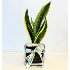 snake plant in arabic Snake plant gift – Bastana Online Gardens
