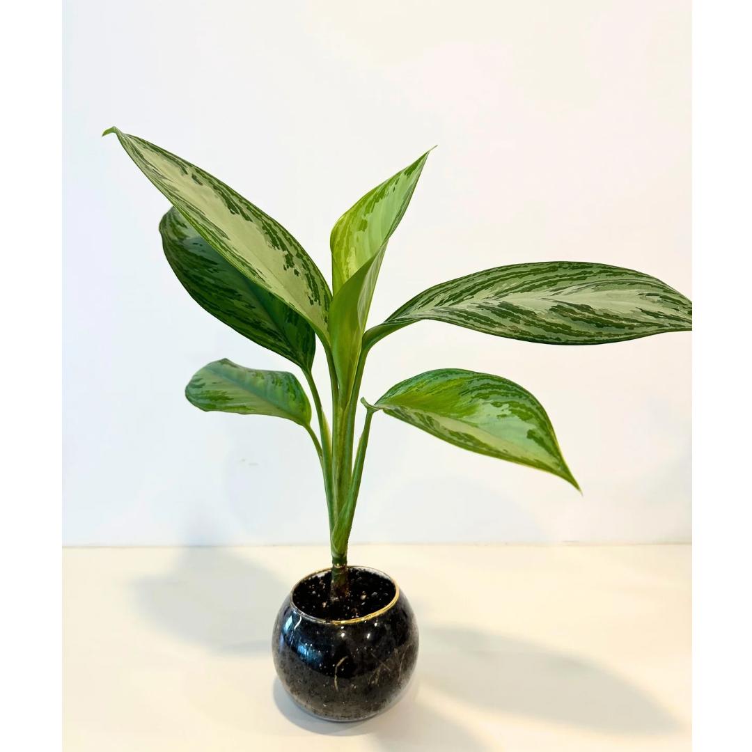 Aglaonema silver bay platn gift