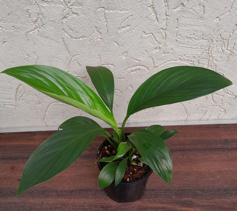 Spathiphyllum cannifolium