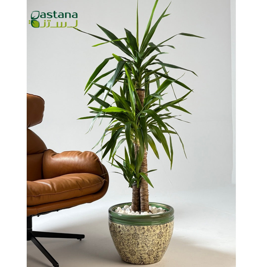 Green Ceramic Pot - Yucca