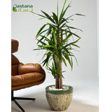 Green Ceramic Pot - Yucca