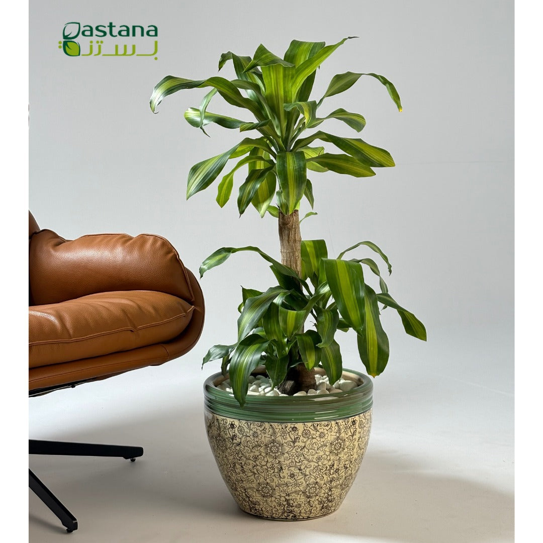 Green Ceramic Pot - Dracaena massangeana