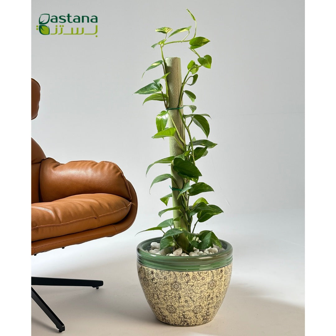 Green Ceramic Pot - Pothos