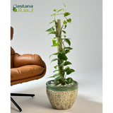 Green Ceramic Pot - Pothos