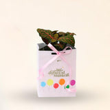 Fittonia Giveaways (Eid)